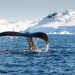 Wilhelmina_Bay_Antarctica_Humpback_Whale_1_(47336665251) (1)